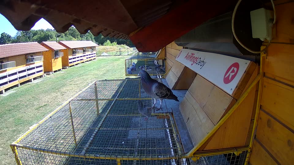 Pigeon Arrival Image For Race Race 3