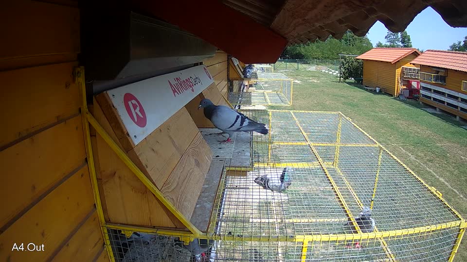 Pigeon Arrival Image For Race Race 4