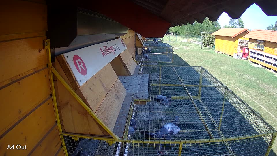 Pigeon Arrival Image For Race Race 5
