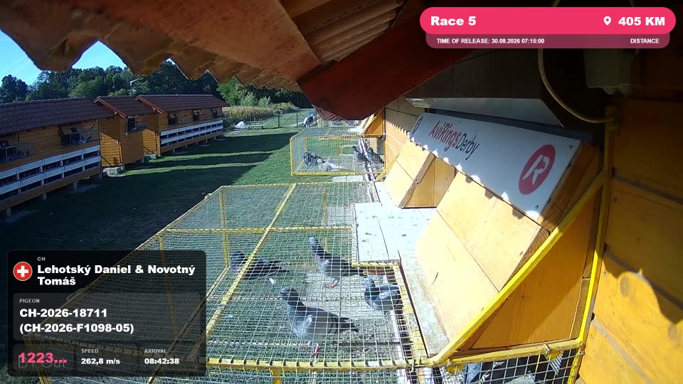 Pigeon Arrival Image For Race Race 5