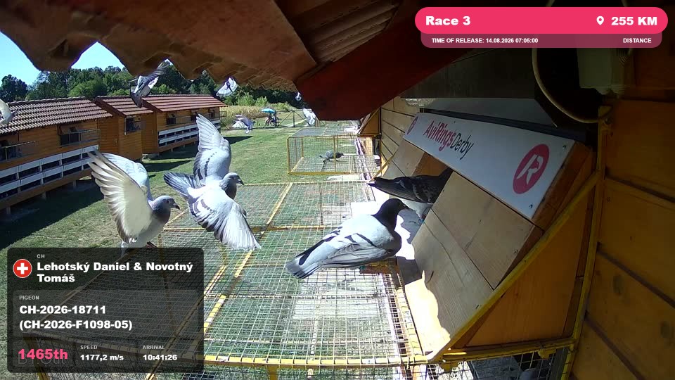 Pigeon Arrival Image For Race Race 3