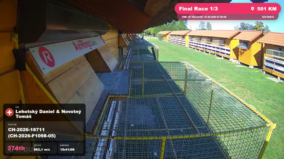 Pigeon Arrival Image For Race Final Race 1/3