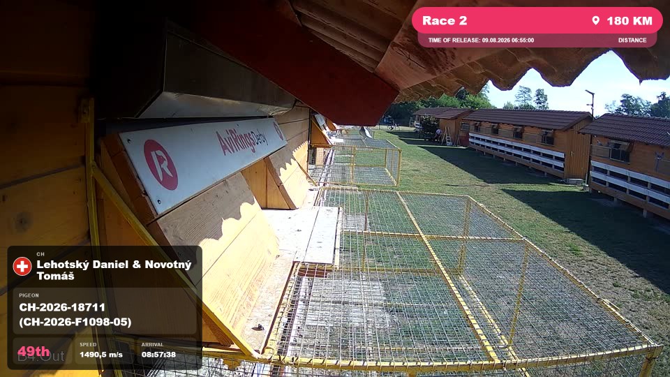 Pigeon Arrival Image For Race Race 2
