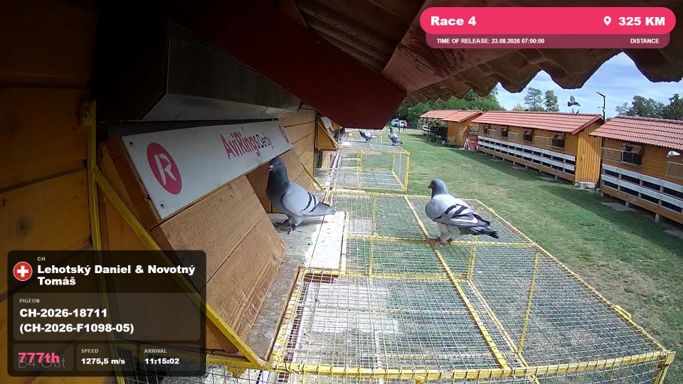 Pigeon Arrival Image For Race Race 4