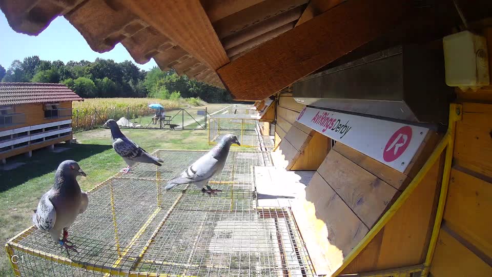 Pigeon Arrival Image For Race Race 3