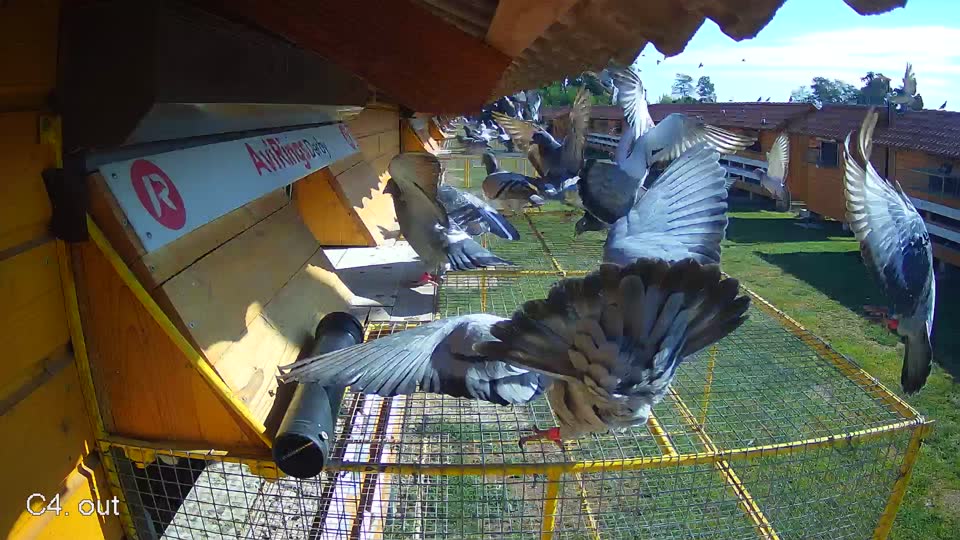 Pigeon Arrival Image For Race Race 2
