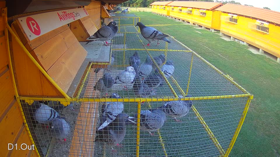 Pigeon Arrival Image For Race Race 4