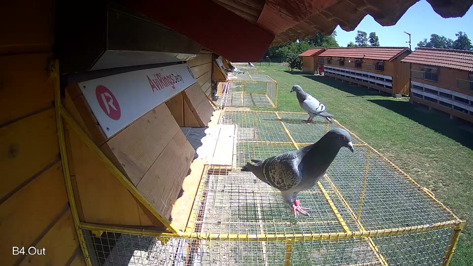 Pigeon Arrival Image For Race Race 2