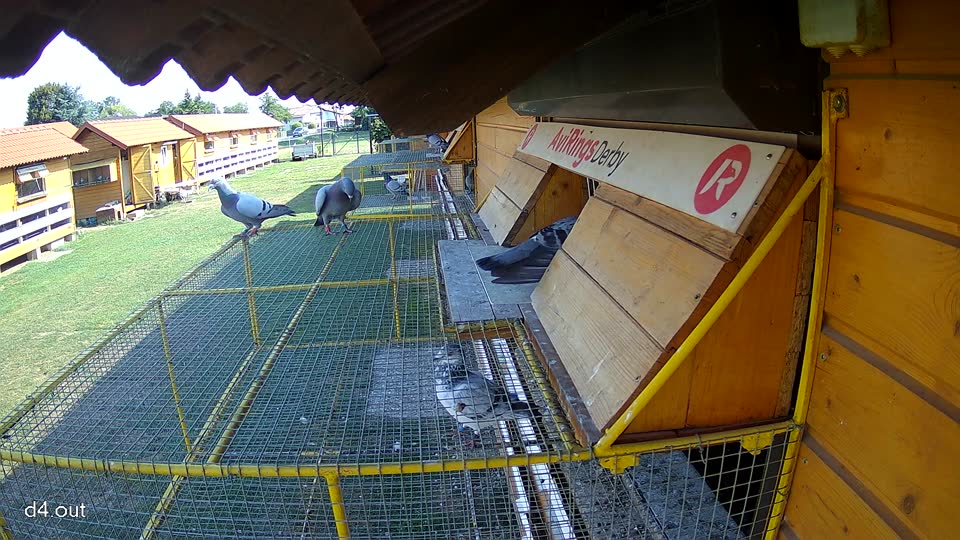 Pigeon Arrival Image For Race Race 1