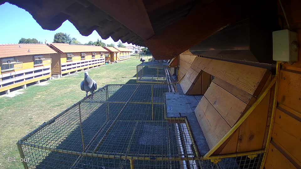 Pigeon Arrival Image For Race Race 3