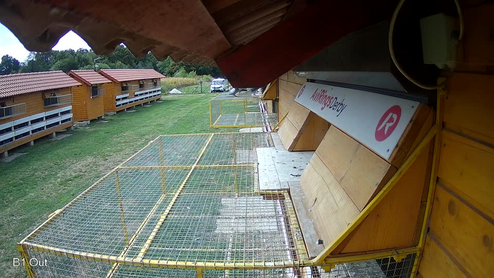 Pigeon Arrival Image For Race Race 4