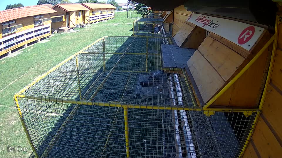 Pigeon Arrival Image For Race Race 2