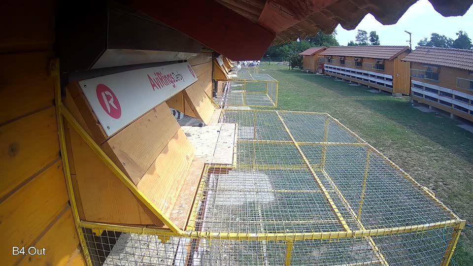 Pigeon Arrival Image For Race Race 4