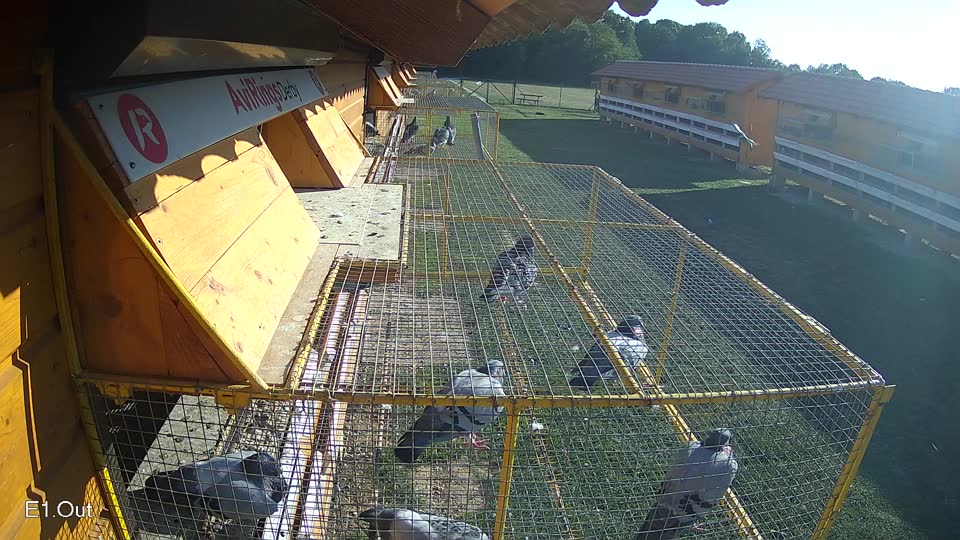 Pigeon Arrival Image For Race Race 5