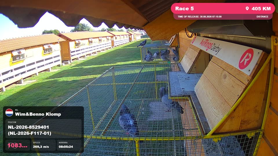 Pigeon Arrival Image For Race Race 5