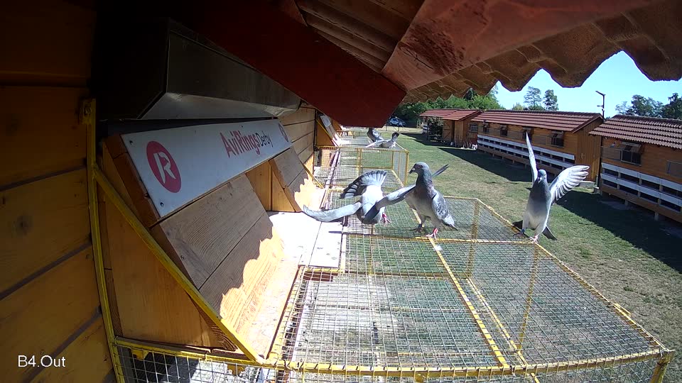 Pigeon Arrival Image For Race Race 3