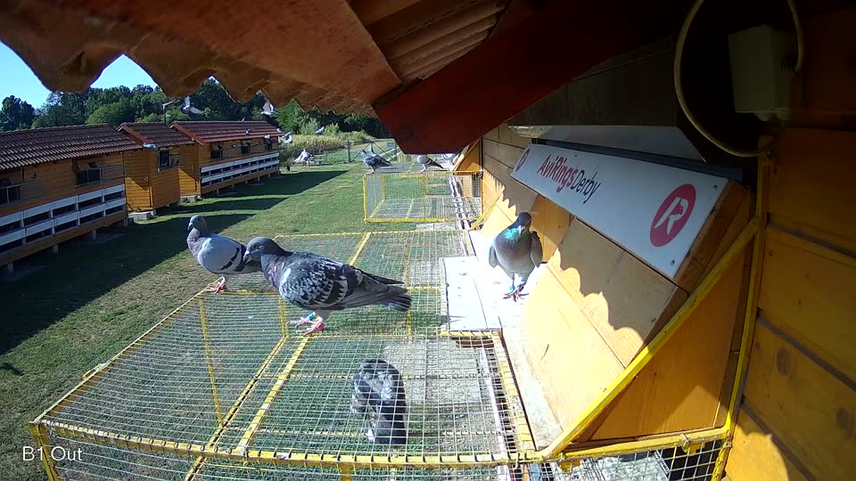 Pigeon Arrival Image For Race Race 2