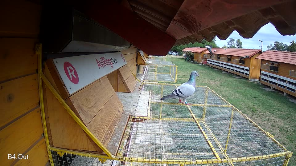 Pigeon Arrival Image For Race Race 4