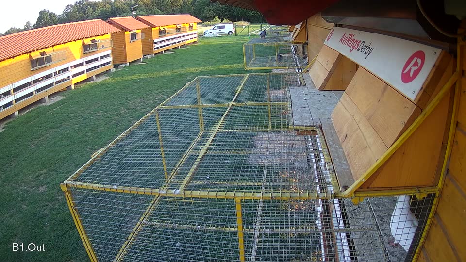 Pigeon Arrival Image For Race Race 6