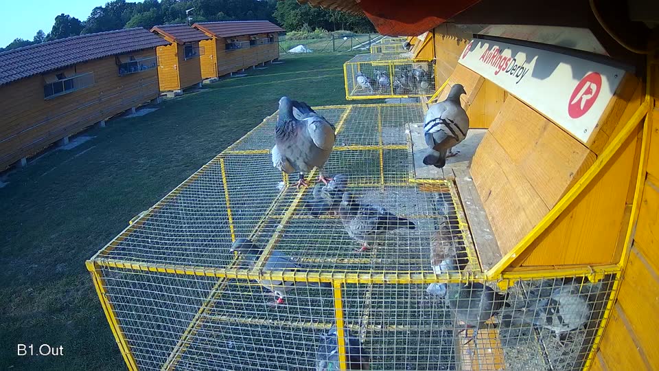 Pigeon Arrival Image For Race Race 4