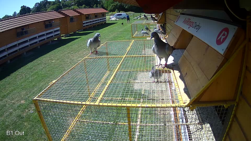 Pigeon Arrival Image For Race Race 2