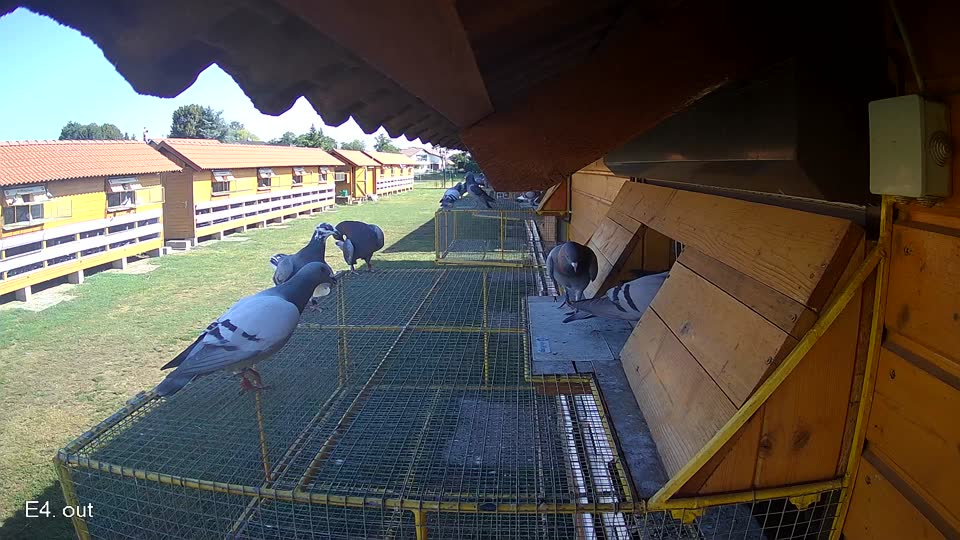 Pigeon Arrival Image For Race Race 2