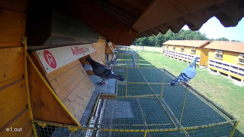 Pigeon Arrival Image For Race Race 1