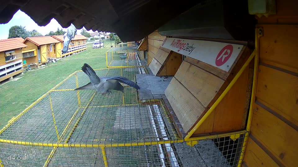 Pigeon Arrival Image For Race Race 4