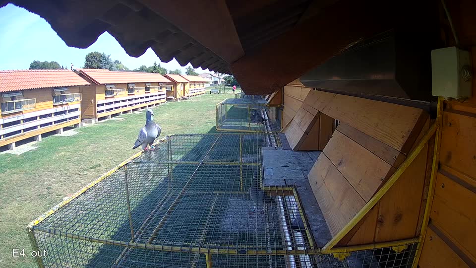 Pigeon Arrival Image For Race Race 1