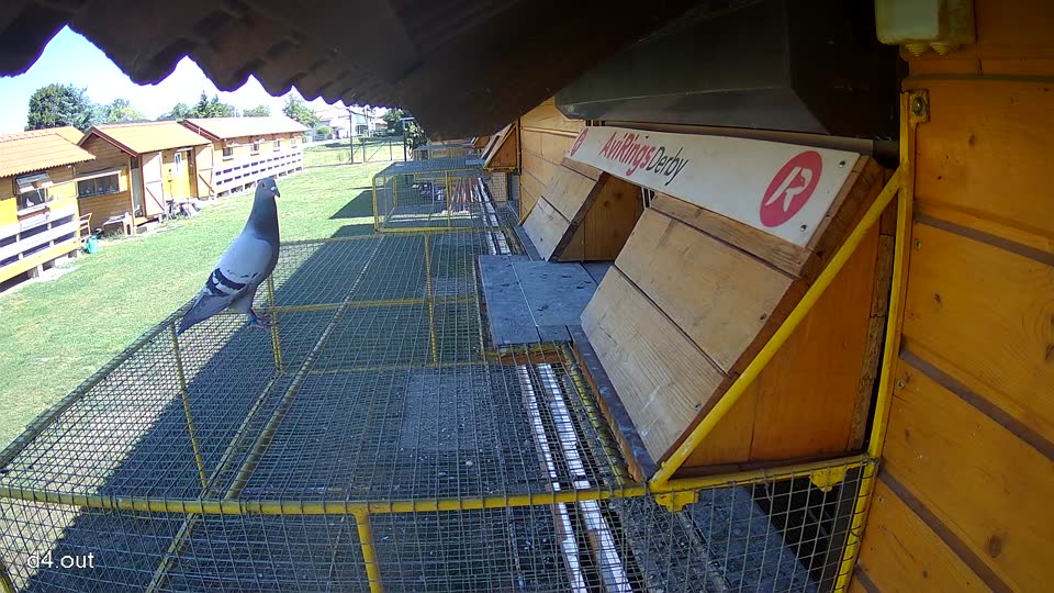 Pigeon Arrival Image For Race Race 3