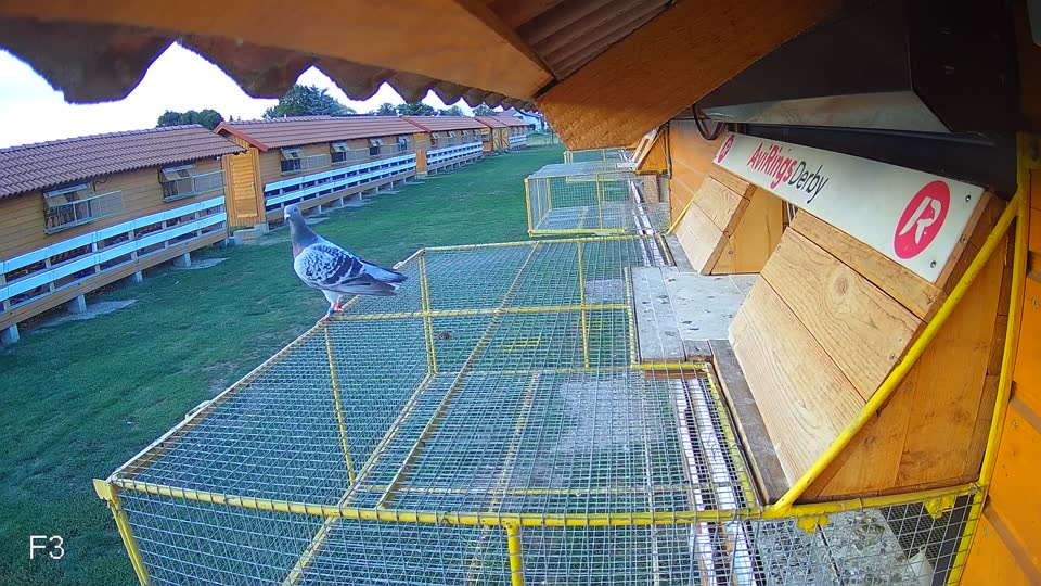 Pigeon Arrival Image For Race Final Race 1/3