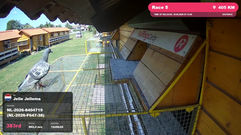 Pigeon Arrival Image For Race Race 5