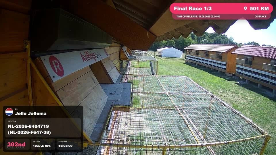 Pigeon Arrival Image For Race Final Race 1/3