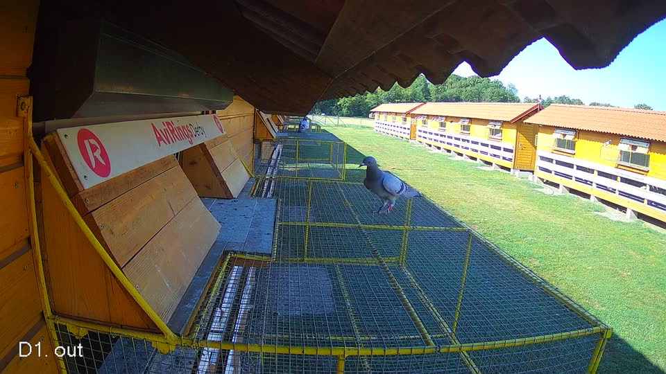Pigeon Arrival Image For Race Race 2