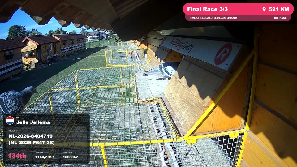 Pigeon Arrival Image For Race Final Race 3/3