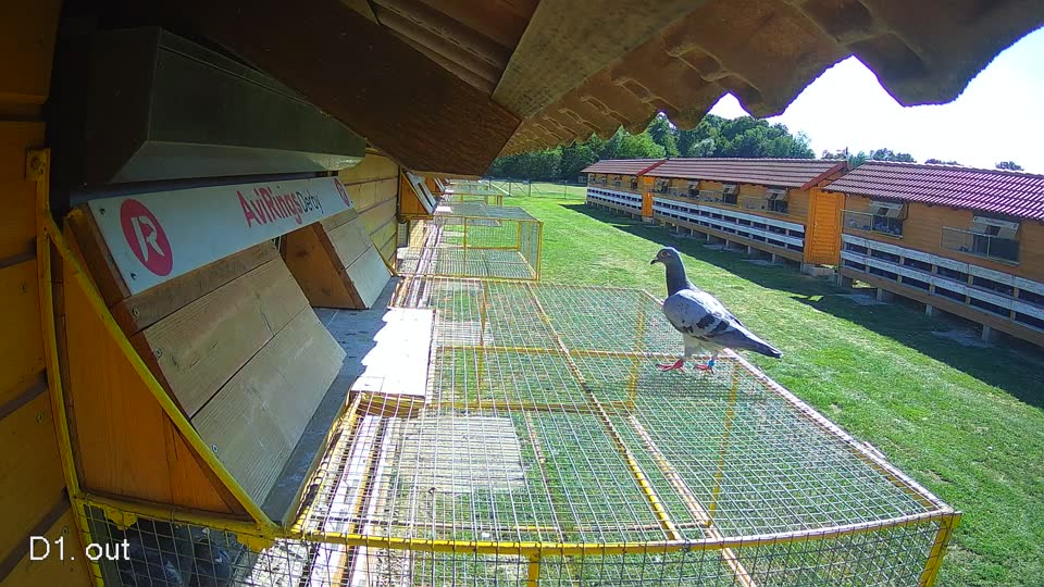 Pigeon Arrival Image For Race Race 4