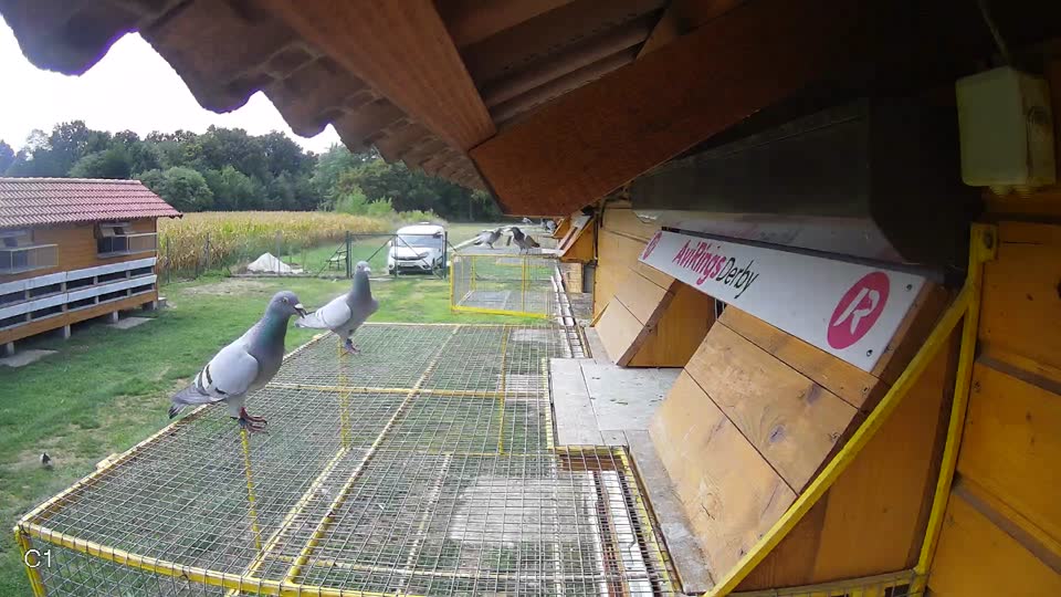Pigeon Arrival Image For Race Race 4