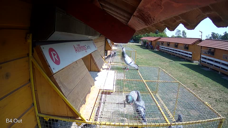 Pigeon Arrival Image For Race Race 1