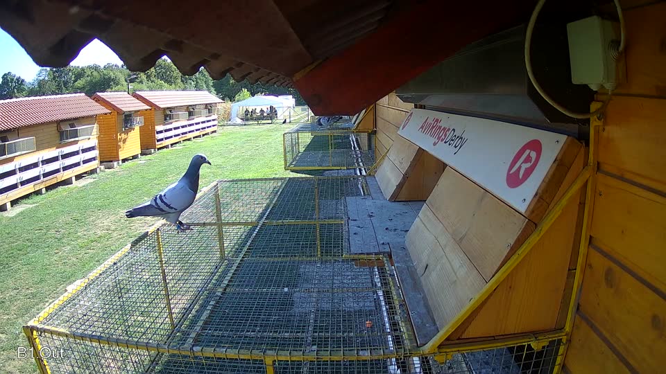 Pigeon Arrival Image For Race Final Race 1/3