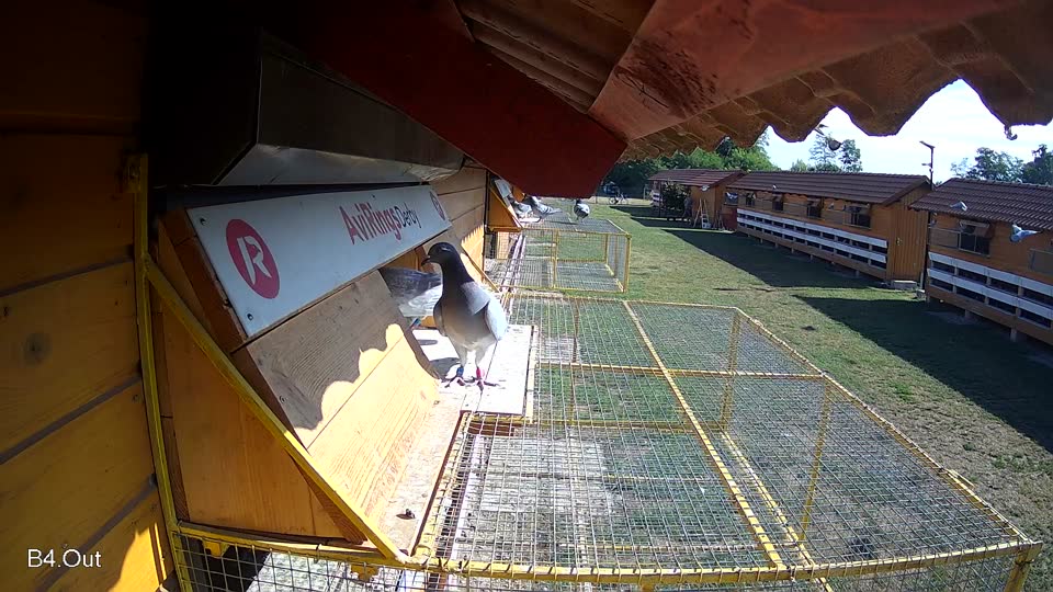 Pigeon Arrival Image For Race Race 2