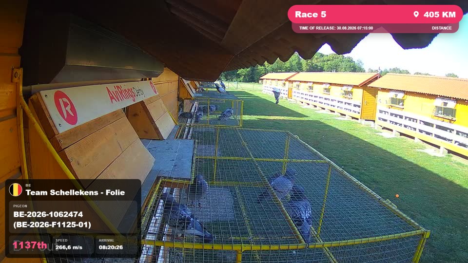 Pigeon Arrival Image For Race Race 5