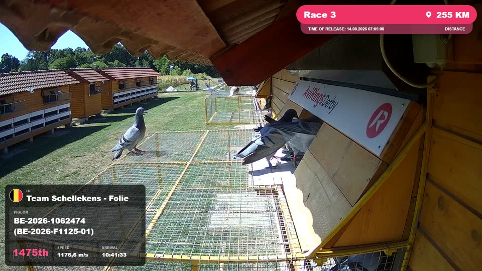 Pigeon Arrival Image For Race Race 3