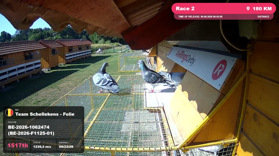 Pigeon Arrival Image For Race Race 2