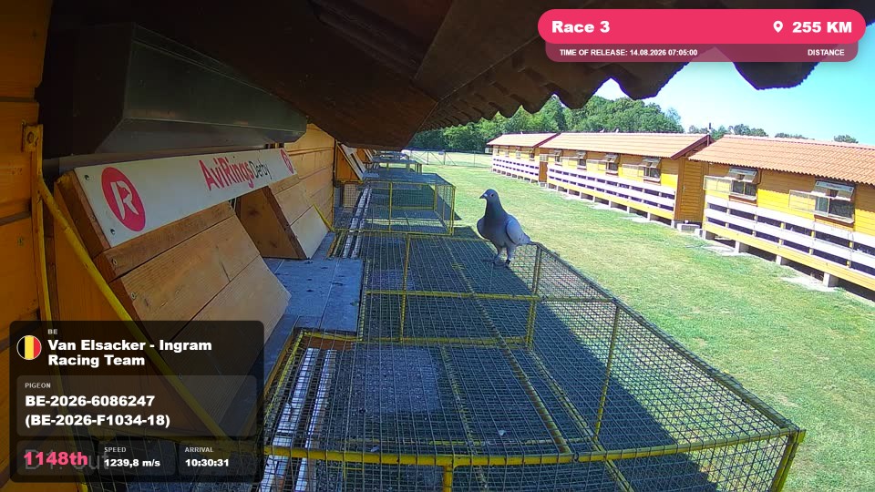Pigeon Arrival Image For Race Race 3