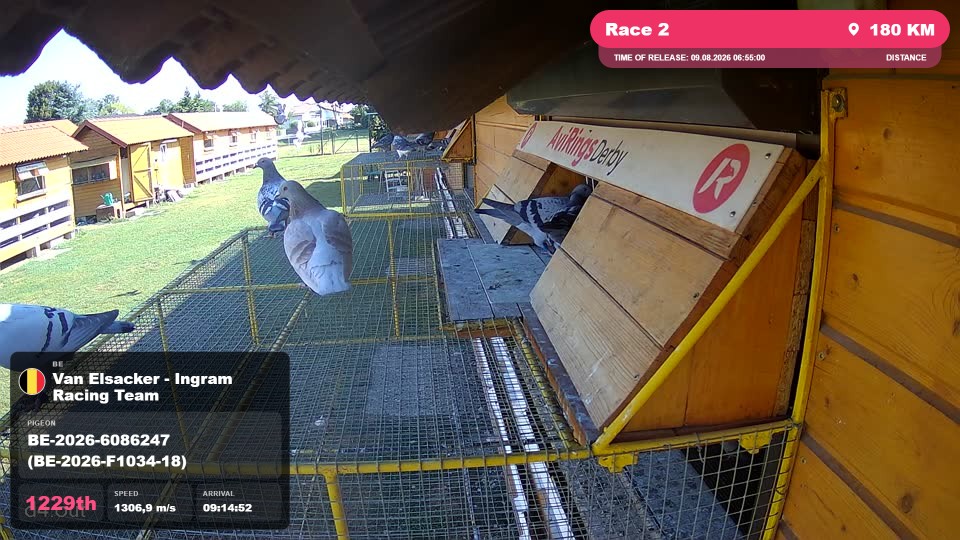 Pigeon Arrival Image For Race Race 2