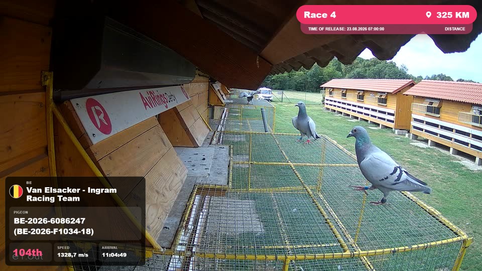Pigeon Arrival Image For Race Race 4