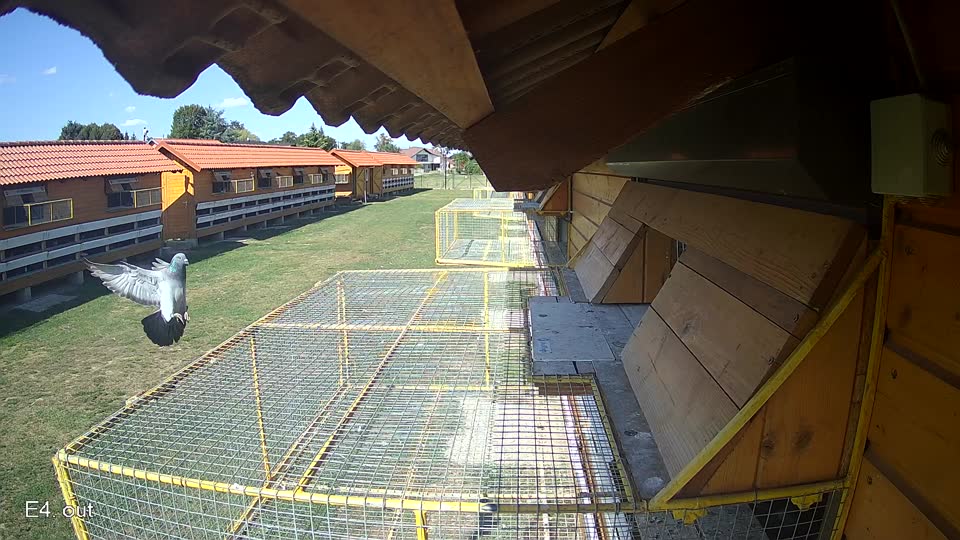 Pigeon Arrival Image For Race Race 5