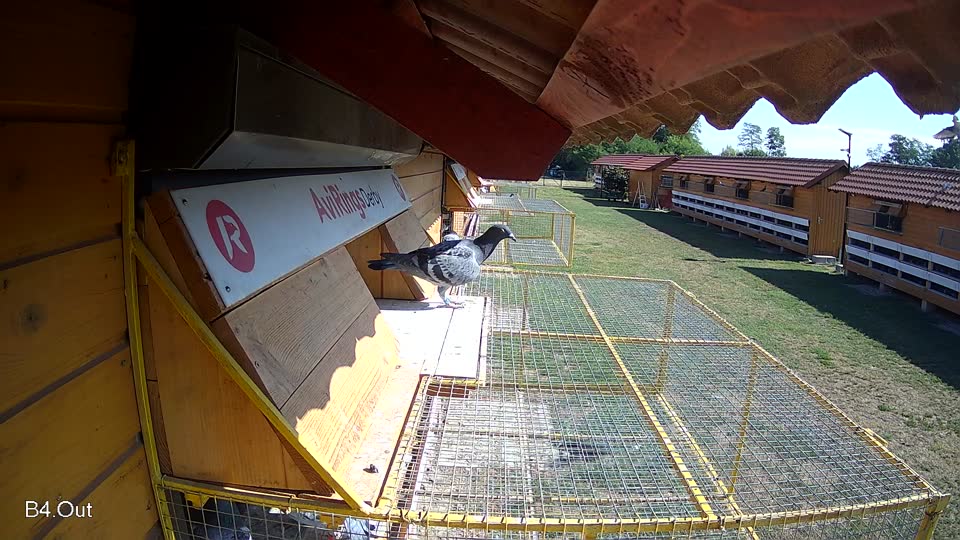 Pigeon Arrival Image For Race Race 2