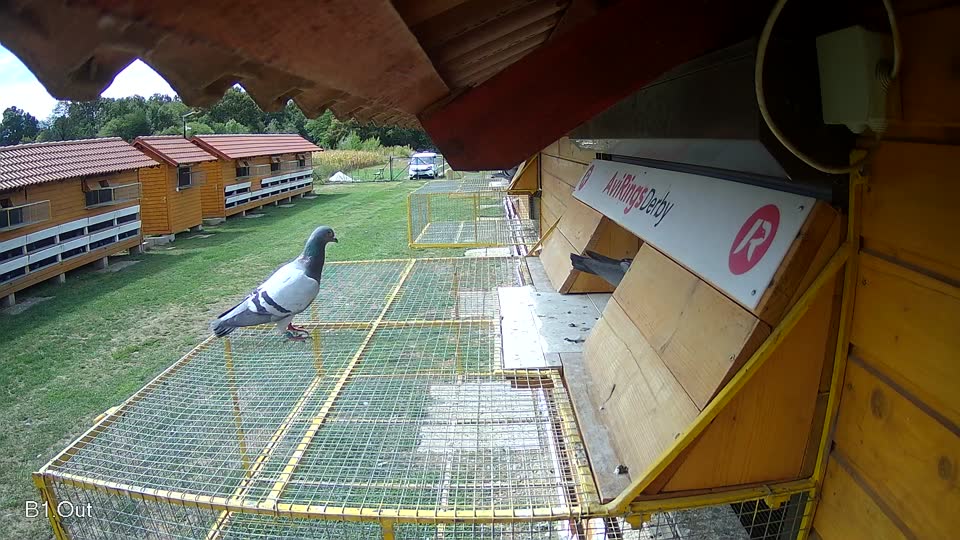 Pigeon Arrival Image For Race Race 4