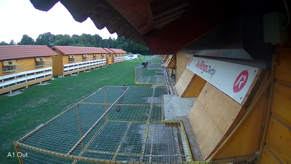 Pigeon Arrival Image For Race Race 6